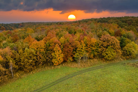 Dirt road in colorful forest with yellow canopies in autumn at sunset. Landscape of wild woods nature in fall seasonの写真素材