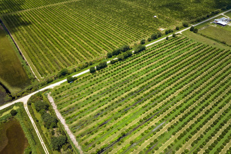 View from above of green farmlands with rows of orange grove trees growing on a sunny day in Florida