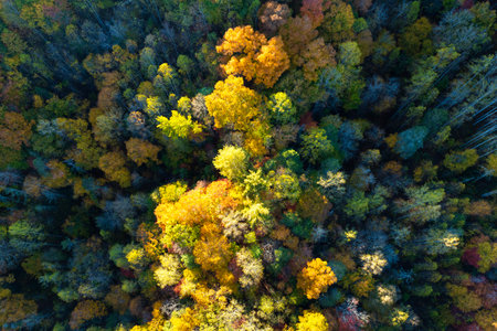Aerial view of lush forest with colorful canopies in autumn woods on sunny day. Landscape of autumnal wild natureの写真素材