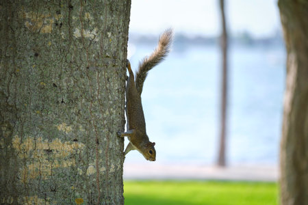 Beautiful wild gray squirrel climbing tree trunk in summer town park