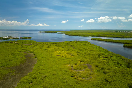 Overhead view of Everglades swamp with green vegetation between water inlets. Natural habitat of many tropical species in Florida wetlandsの写真素材