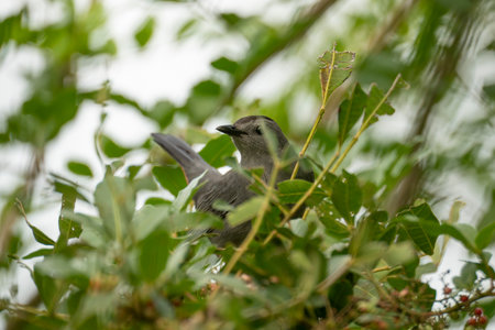 A Gray Catbird bird perched on a tree branch in summer Florida shrubsの写真素材