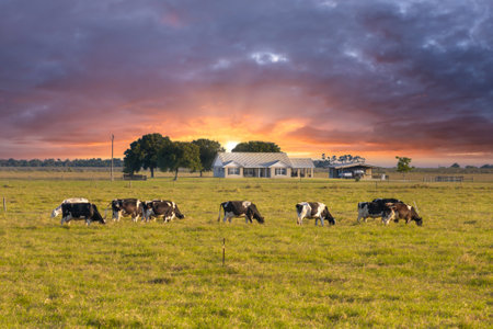 Herd of dairy cattle grazing in pasture field near small farmhouse. Milk cows on green farm grassland in Floridaの写真素材