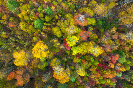 Lush forest in fall season. Colorful canopies in autumn woods on sunny day. Landscape of autumnal wild natureの写真素材