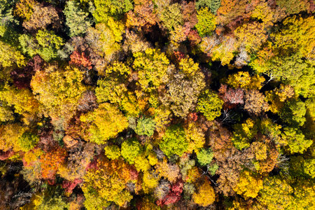 Yellow tree canopies in fall season woods. Colorful lush forest in autumn. Landscape of autumnal...