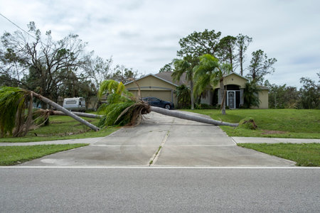 Uprooted palm tree after hurricane on Florida home front yard. Aftermath of natural disaster conceptの写真素材