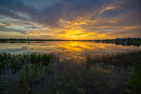 Tropical lake vegetation in southern swamp at sunset. Evening landscape of Florida wetland floraの写真素材