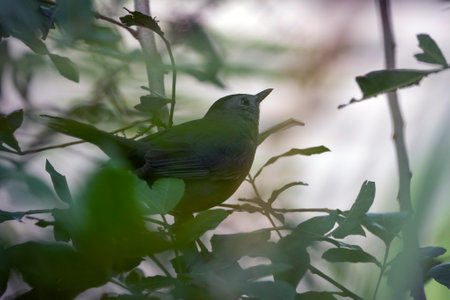 A Gray Catbird bird perched on a tree branch in summer Florida shrubsの写真素材