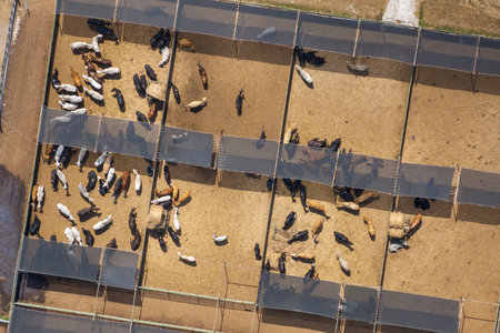 Aerial view of feed yard with meat cows. Feeding of cattle on farm feedlotの写真素材