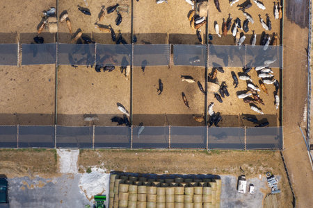 Commercial cattle stockyard with meat cows in rural Florida. Feeding of livestock on farm feedlot in USAの写真素材