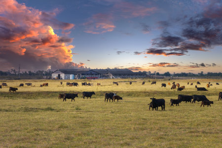 Herd of dairy cattle grazing in pasture field at farm barn. Milk cows on farm grassland in Floridaの写真素材