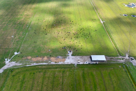 Herd of dairy cattle grazing in pasture field. Milk cows on green farm grassland in Floridaの写真素材