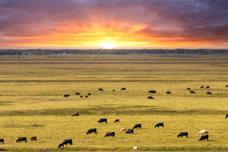 Herd of dairy cattle grazing in pasture field. Milk cows on green farm grassland in Floridaの写真素材
