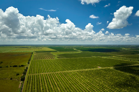 Aerial view of Florida farmlands with rows of orange grove trees growing on a sunny dayの写真素材