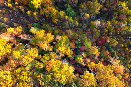 Aerial view of lush forest with colorful canopies in autumn woods on sunny day. Landscape of autumnal wild natureの写真素材