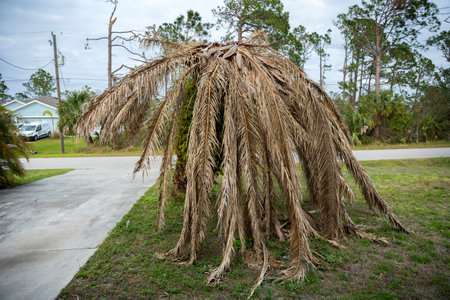 Dead palm tree with dry branches on Florida home backyard. Tree removal conceptの写真素材