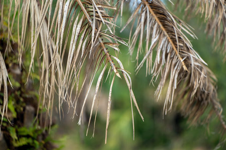 Dry dead palm tree on Florida home backyardの写真素材