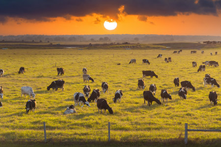 Milk cows grazing on green farm pasture. Feeding of cattle on farmland grassland