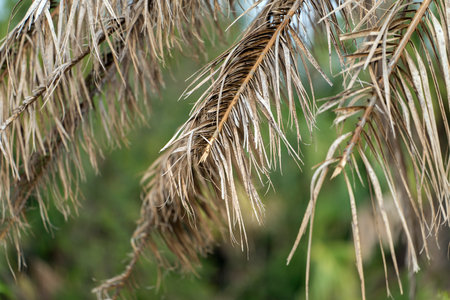 Dead palm tree with dry branches on Florida home backyard. Tree removal conceptの写真素材