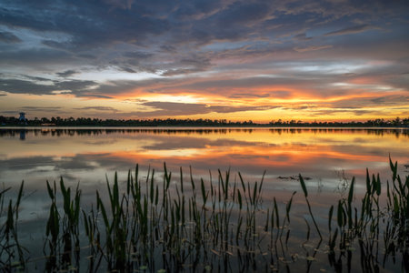 Evening landscape of Florida wetland flora. Lake water in southern tropical swamp at sunsetの写真素材