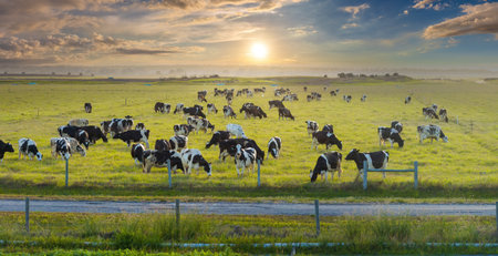 Free range milk cows grazing on farm pasture. Feeding of cattle on farmland grasslandの写真素材