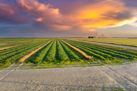 Green ripening agricultural field with growing crop culture in Florida, USA. Farmland landscape in summer season. Farming and agriculture industryの写真素材