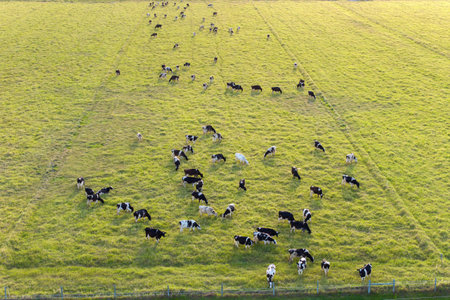 Milk cows grazing on green farm pasture. Feeding of cattle on farmland grassland