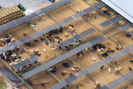 Aerial view of feed yard with cows. Feeding of cattle on farm feedlotの写真素材
