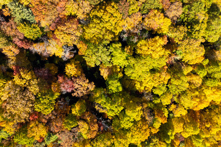 Colorful woods with yellow and orange canopies in autumn forest. Landscape of wild nature in autumnの写真素材