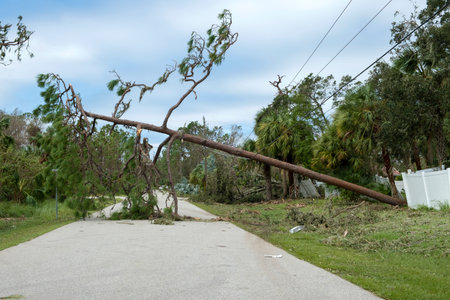 Damaged power lines after hurricane wind broke tree limbs in Florida suburban area. Electricity outage as consequences of natural disasterの写真素材