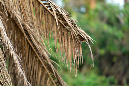 Dead palm tree with dry branches on Florida home backyard. Tree removal conceptの写真素材