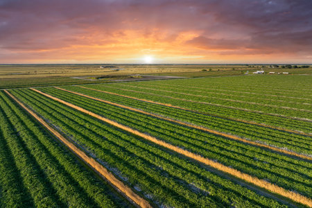 Green agricultural field with growing crops in summer season. Farming and agriculture industryの写真素材