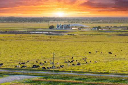 Milk cows grazing on Florida farm pasture. Feeding of cattle on farmland grasslandの写真素材