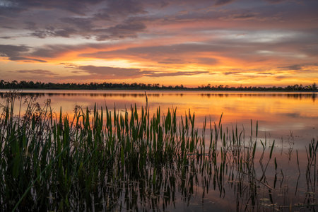 Sunset landscape in Wellen park in North Port, Florida. Beautiful lake nature in eveningの写真素材