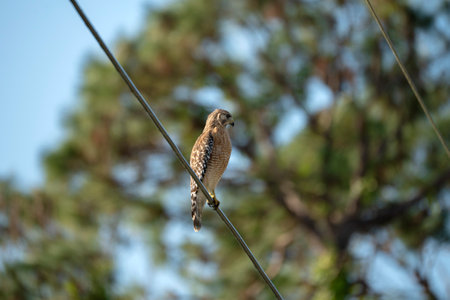 The red-shouldered hawk bird perching on cable looking for prey to huntの写真素材