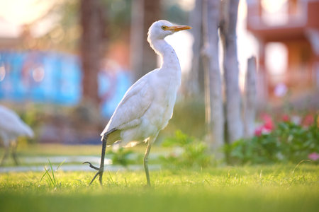 White cattle egret wild bird, also known as Bubulcus ibis walking on green lawn in summerの写真素材