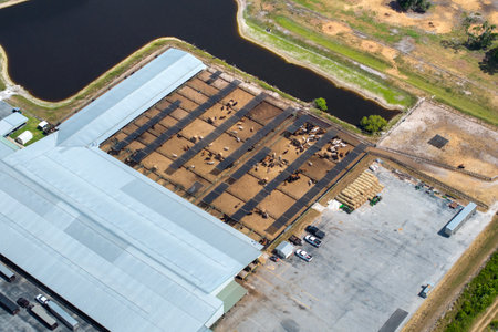 Cattle stockyard with meat cows. Feeding of livestock on farm feedlot in Florida rural areaの写真素材