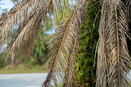 Dry dead palm tree on Florida home backyardの写真素材