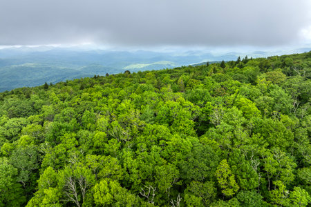 Green forest in North Carolina Appalachian mountains, USA. American nature in summer seasonの写真素材