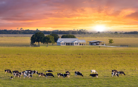 Herd of dairy cattle grazing in pasture field near small farmhouse. Milk cows on green farm grassland in Floridaの写真素材