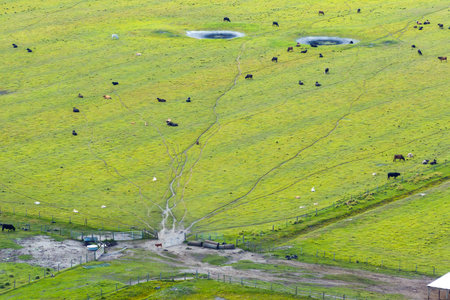 Herd of dairy cattle grazing in pasture field. Milk cows on green farm grassland in Floridaの写真素材