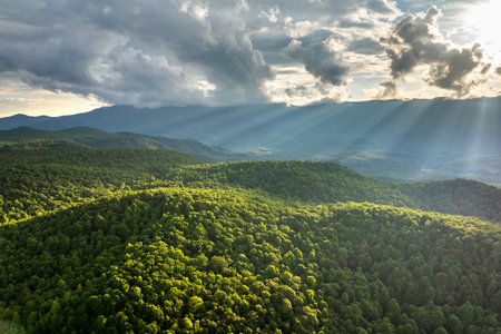 Mountain forest with green canopies in Mt Mitchell State Park. Sunset in summertime season. North Carolina wild woods nature in summerの写真素材