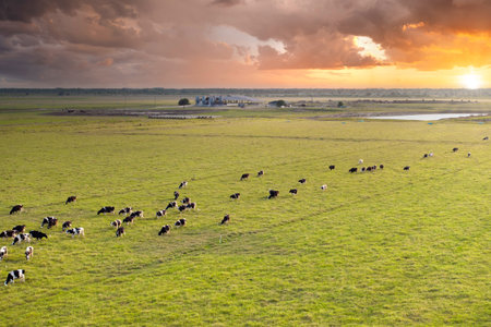 Organic milk and beef production. Free range cows grazing on farm pasture at rural farmstead. Feeding of cattle on farmland grasslandの写真素材