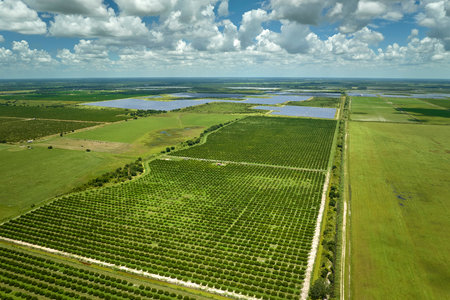 Citrus grove farmlands with rows of orange trees growing in rural Florida on a sunny day