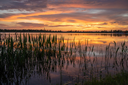 Tropical lake vegetation in southern swamp at sunset. Evening landscape of Florida wetland floraの写真素材