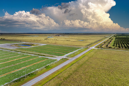 Aerial view of green farm fields in summer season with growing crops. Farming and agriculture...