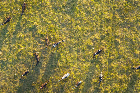 Milk cows grazing on green farm pasture. Feeding of cattle on farmland grasslandの写真素材