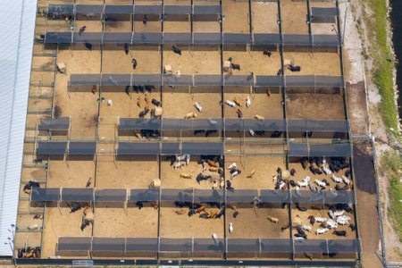 Commercial cattle stockyard with cows in rural Florida. Feeding of livestock on farm feedlot in USAの写真素材