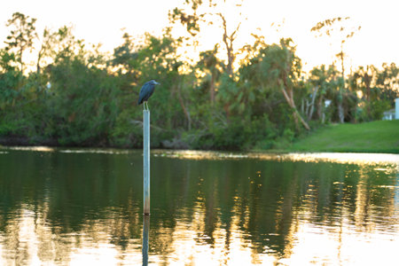 Little blue heron bird perching near lake water in Florida wetland