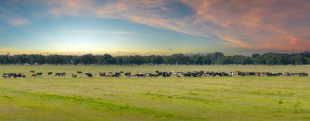 Herd of dairy cattle grazing in pasture field. Milk cows on green farm grassland in Floridaの写真素材
